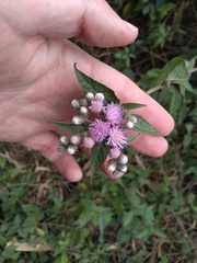 Cyrtocymura scorpioides