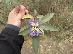 Solanum granulosoleprosum
