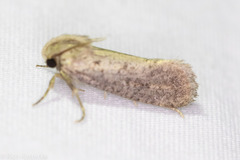 Acrolophus popeanella