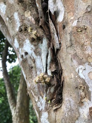 Plinia cauliflora