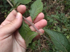 Cyrtocymura scorpioides