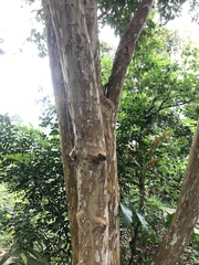 Plinia cauliflora