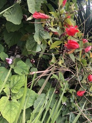 Malvaviscus arboreus