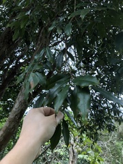 Plinia cauliflora