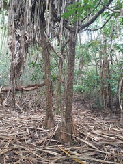 Pandanus solms-laubachii