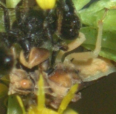 Phymata
