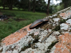 Chalcolepidius eschscholtzi