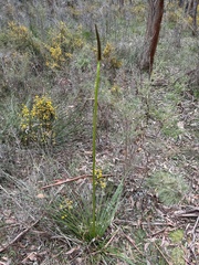 Xanthorrhoea minor lutea