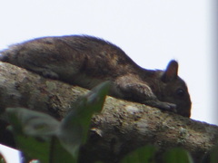 Sciurus variegatoides