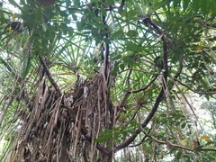Pandanus solms-laubachii