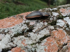 Chalcolepidius eschscholtzi