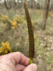 Xanthorrhoea minor lutea