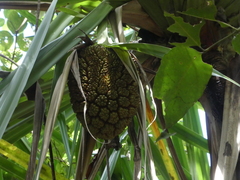 Pandanus solms-laubachii