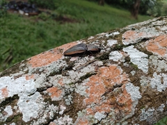 Chalcolepidius eschscholtzi