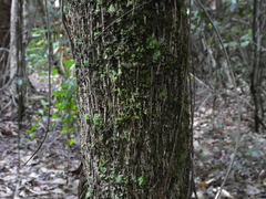 Pandanus solms-laubachii