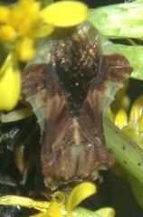 Phymata