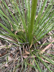 Xanthorrhoea minor lutea