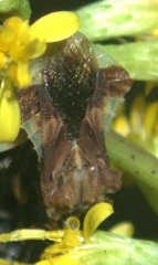 Phymata