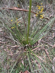 Xanthorrhoea minor lutea