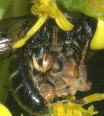Phymata