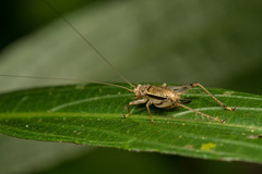 Svistella bifasciata