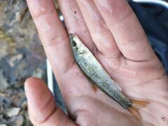 Campostoma oligolepis