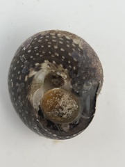 Agathistoma fasciatum
