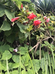 Malvaviscus arboreus