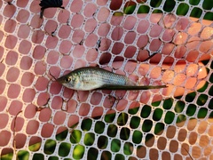 Poecilia latipinna