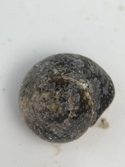 Agathistoma fasciatum