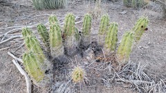 Echinocereus enneacanthus enneacanthus