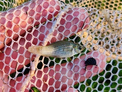 Poecilia latipinna
