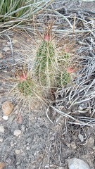 Echinocereus stramineus