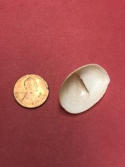 Crepidula fornicata image