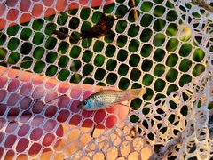 Poecilia latipinna
