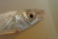 Labeo ruddi
