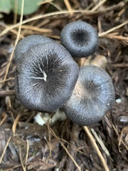 Cyanula