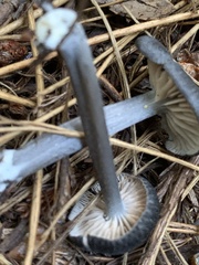 Cyanula