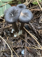 Cyanula