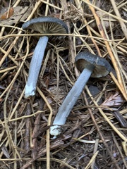 Cyanula