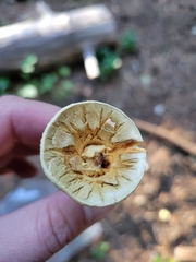 Turbinellus kauffmanii