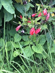 Malvaviscus arboreus