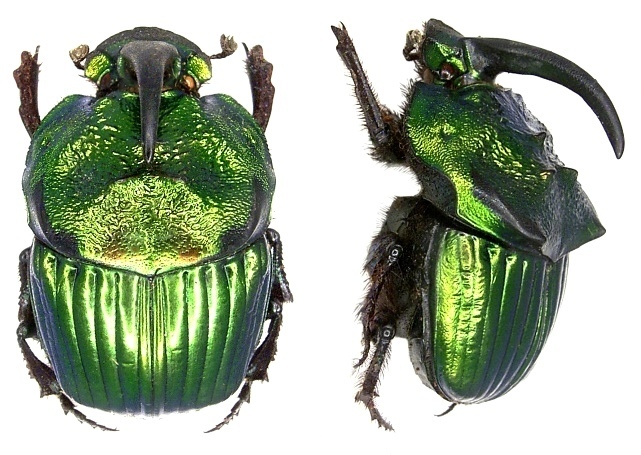 Phanaeus mexicanus
