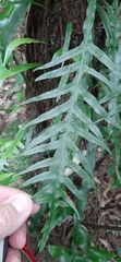 Microsorum scandens