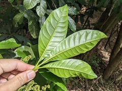 Melicope semecarpifolia