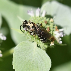 Halictus