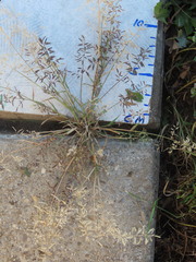 Eragrostis minor