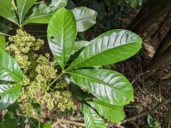 Melicope semecarpifolia