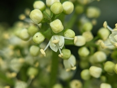 Melicope semecarpifolia