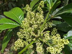 Melicope semecarpifolia